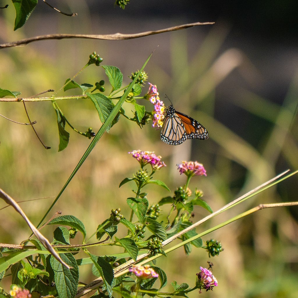 Migratory Monarch Butterfly by John Robert McPherson Wikimedia Commons