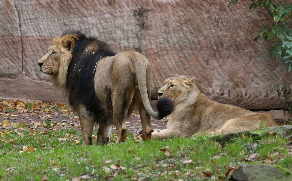 Asiatic Indian Lion by Rufus46 Wikimedia Commons - Earth Buddies