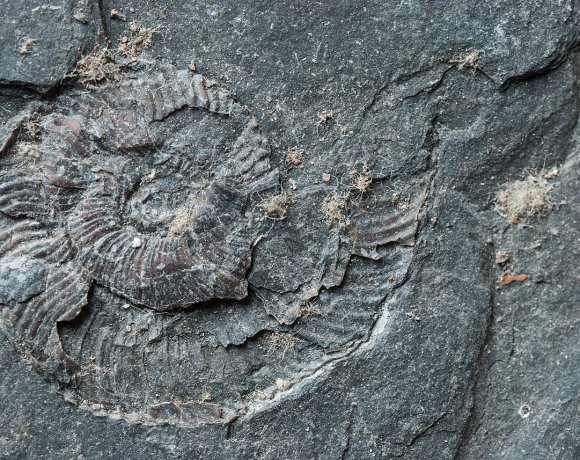 Dear Fossil Enthusiasts, Here are Top 7 Places You’re Gonna Dig