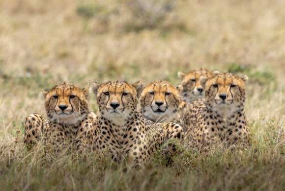 Cheetahs will Return to India; Monarch Butterfly Listed as Endangered