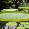 New Plant Species: Underground Pitcher Plant and Giant Water Lily
