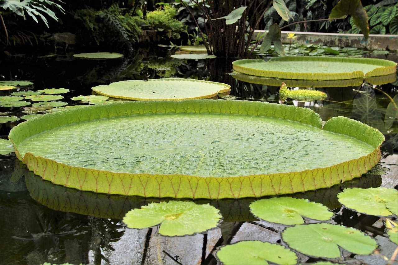 giant water lily