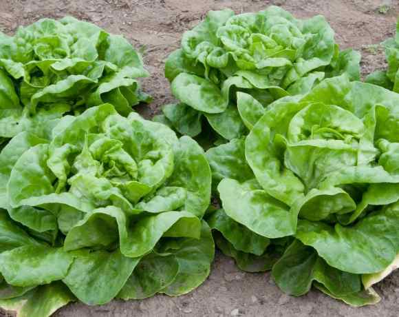 We Are Facing Lettuce Shortage, Thanks To Climate Change