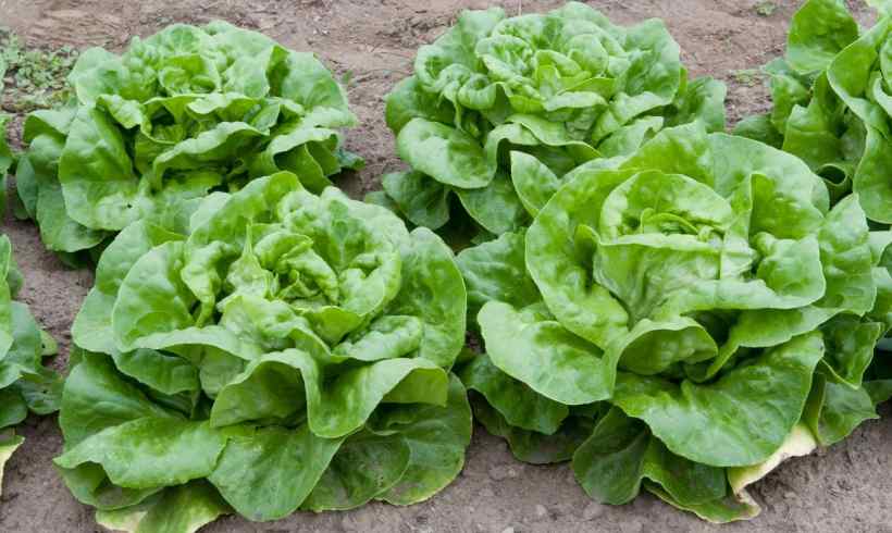 We Are Facing Lettuce Shortage, Thanks To Climate Change