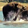 Potential Risk? Research Shows Asian Elephants Like to Roam on the Borders of Protected Areas