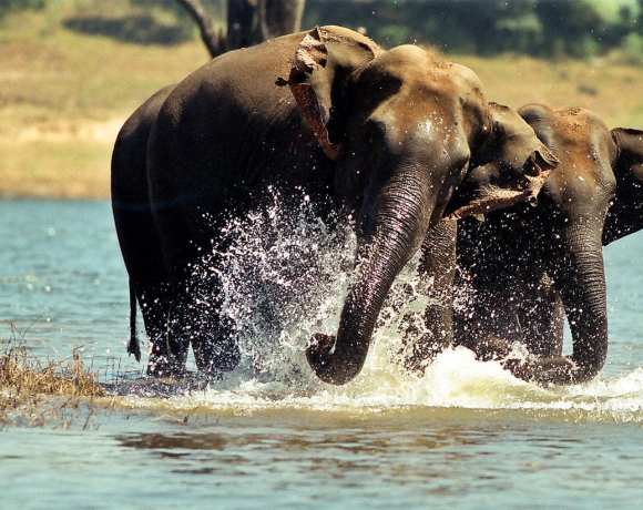 Potential Risk? Research Shows Asian Elephants Like to Roam on the Borders of Protected Areas