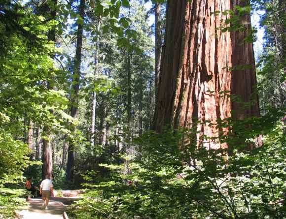 sequioa tree standing tall in earth day