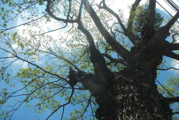 tree helps ozone hole closes