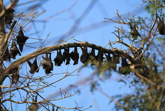 Why Pollinators Matter More Than You Think