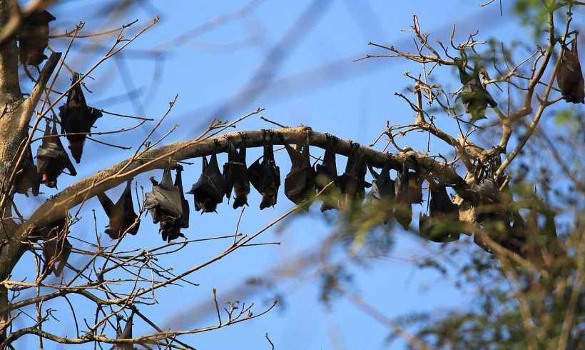 Why Pollinators Matter More Than You Think Why Pollinators Matter More Than You Think