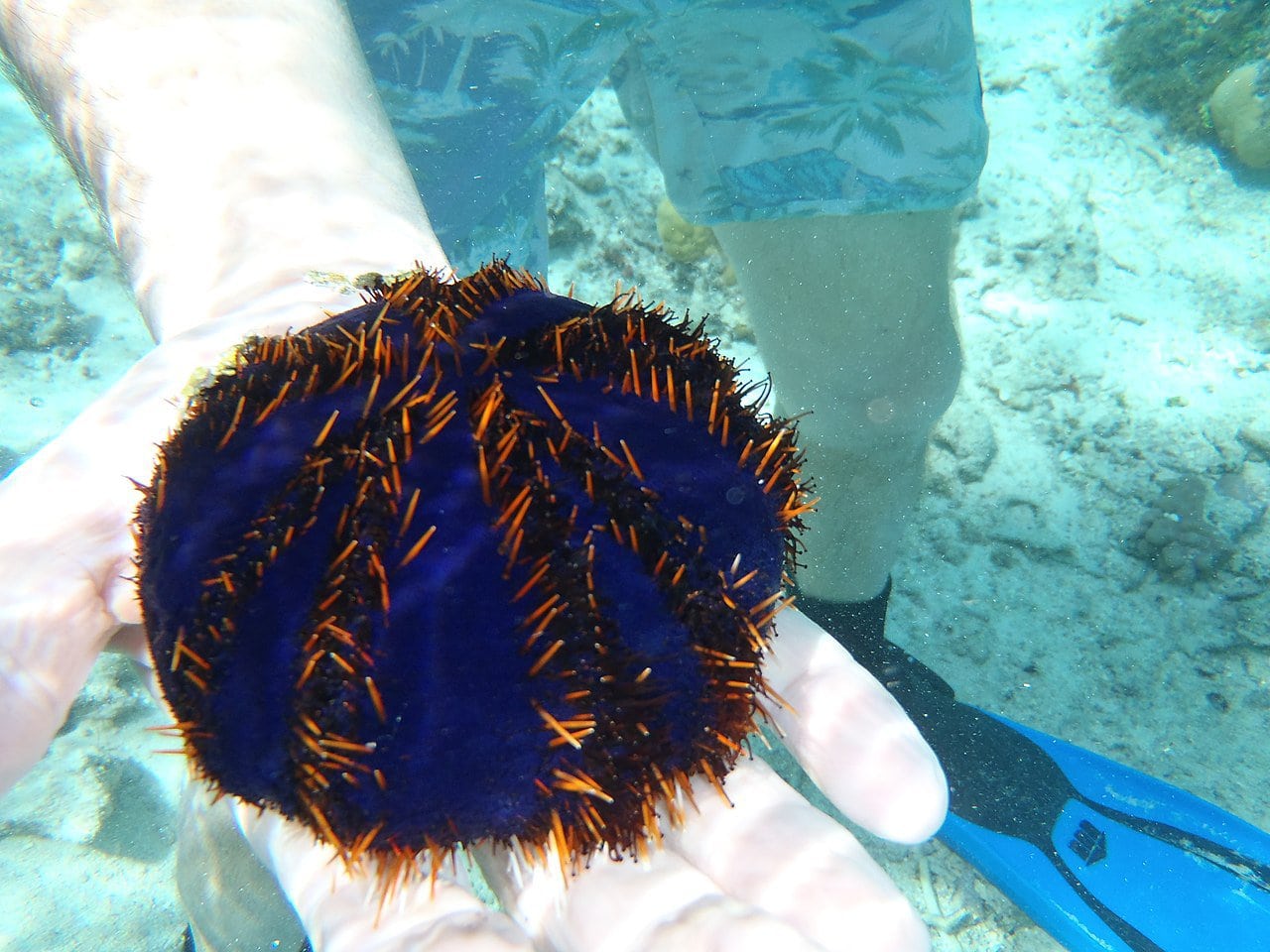 collector urchin. Photo by Lisa Bennett Wikimedia Commons