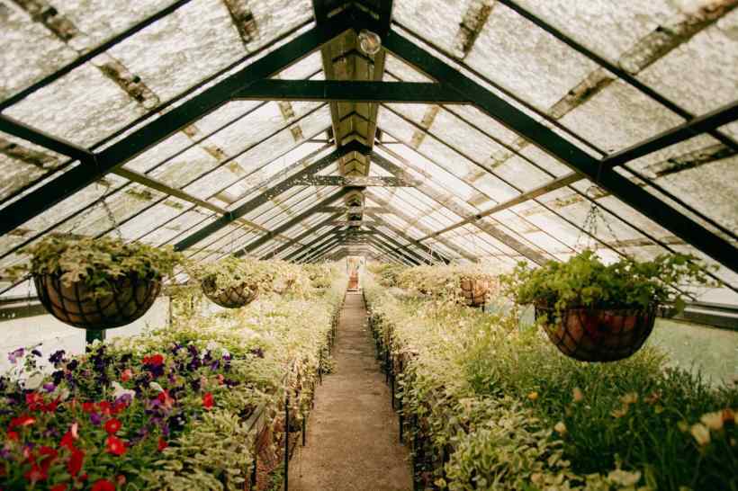 Maximize Plant Production with a Venlo Style Greenhouse