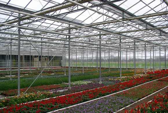 venlo style greenhouse