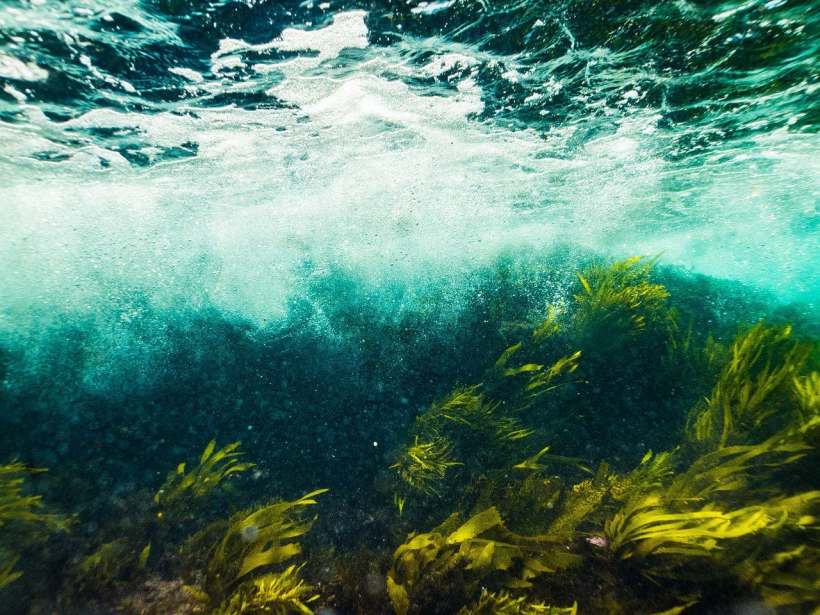 Invasive Seaweed Harm the Hawaiian Seawaters, but New Research Could Stop the Spread 