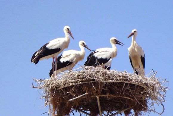 800px-Stork_family (Wikimedia Commons)