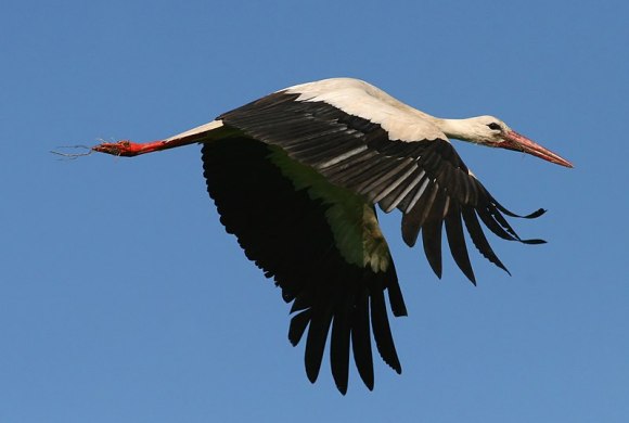 White_Stork_(Ciconia_ciconia)_(5) (Wikimedia Commons)