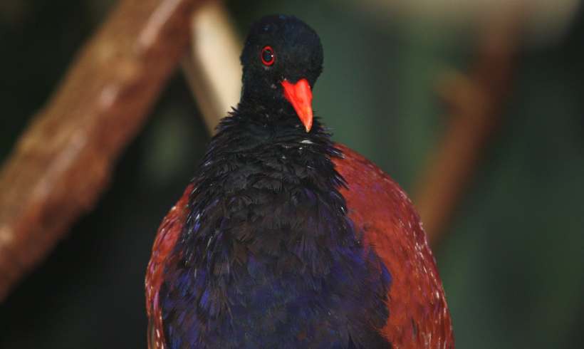 Rediscovery of Black-Naped Pheasant Pigeon Brings Us Hopes