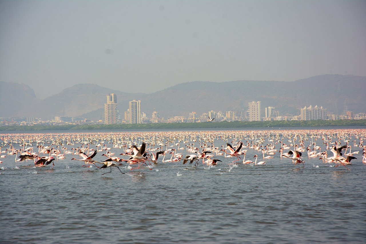 Flamingos in Thane Creek. Photo by Dr. Raju Kasambe Wikimedia Commons