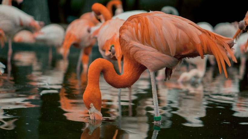 Mumbai’s had Unexpected Flamingo Visitors, but Now It’s Trying to Protect Them 