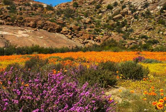 environmental land survey