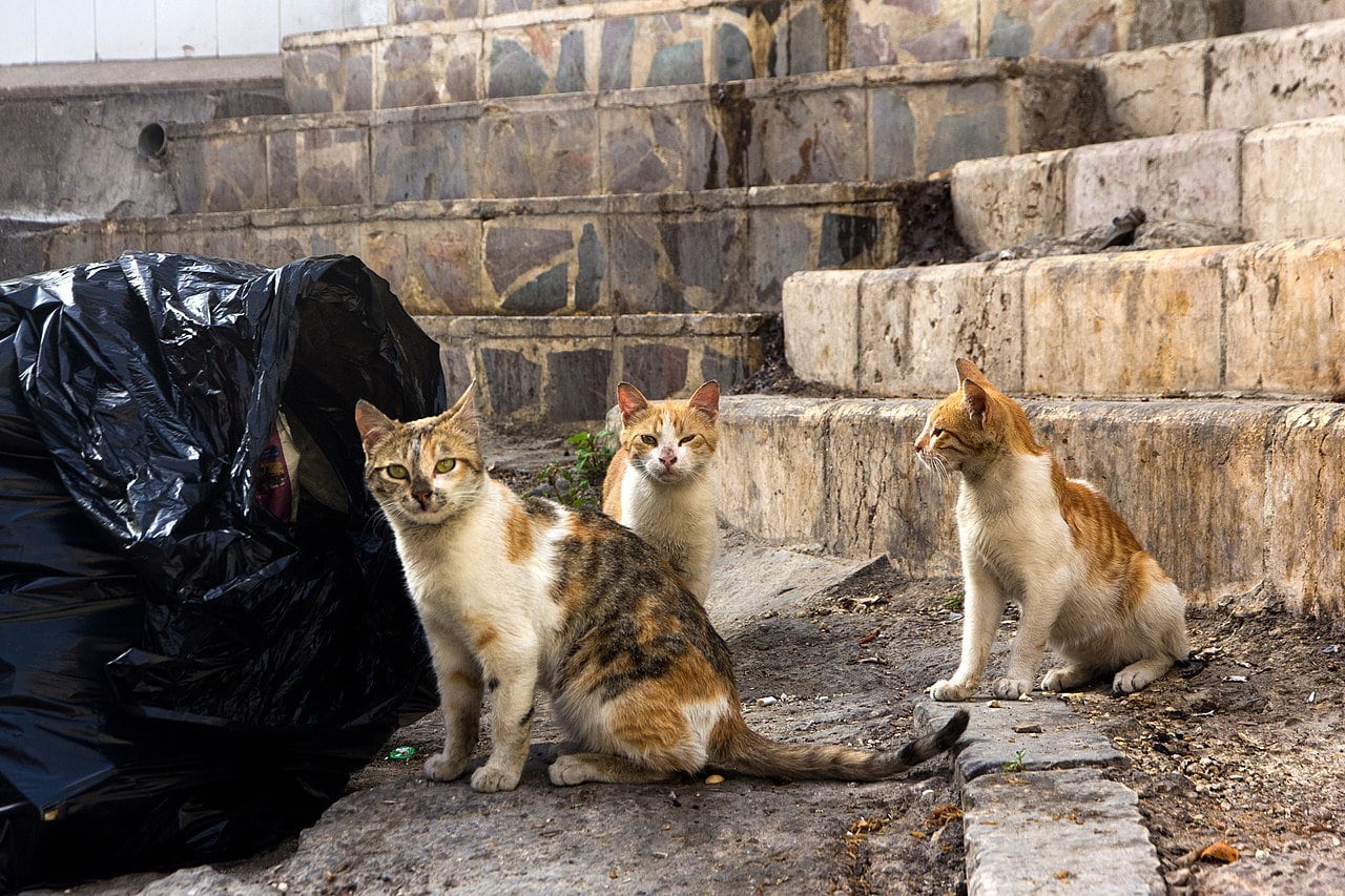 stray cats near a garbage bag. Photo by Alexey Komarov Wikimedia Commons