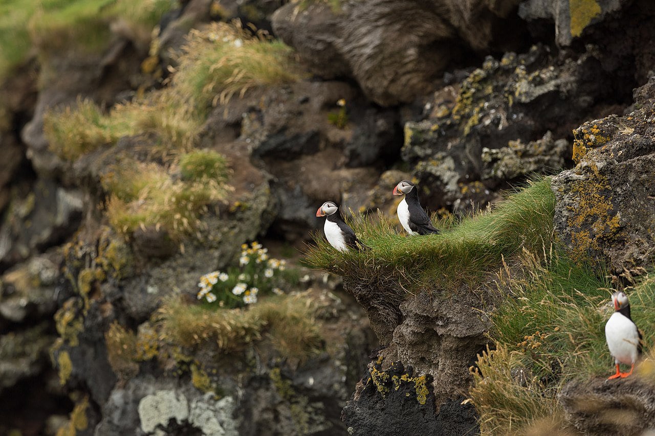 Puffins by their burrows. Photo by Villy Fink Isaksen Wikimedia Commons