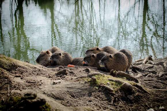 Nutria. Cute, and one who likes cute-looking animals may find it difficult to see their extermination in the ecosystem, but it needs to be done. Photo by Denis Kurkov Wikimedia Commons