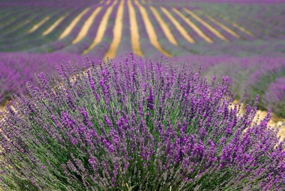 What To Do With Lavender? Here are Some Ideas What To Do With Lavender? Here are Some Ideas
