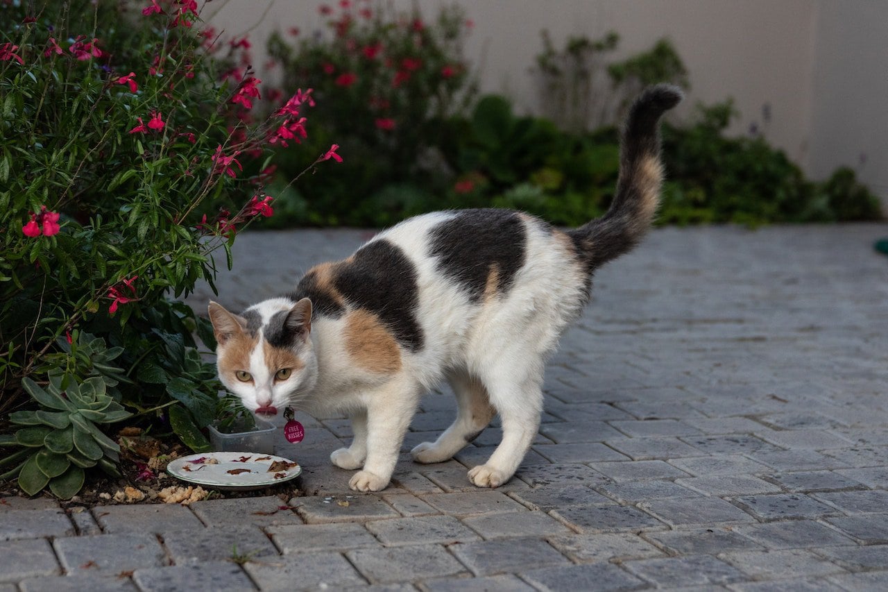 cats prefer the free meals they get from home to eating their own kills