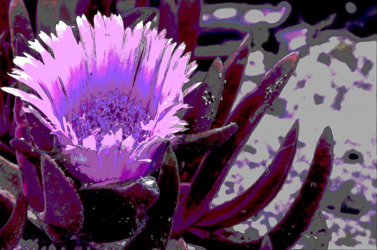 purple-ice-plant-flower shrubs