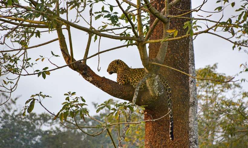 These Indian Animals are Fading Away