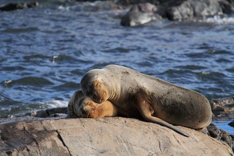 Sea Lions in Chepeconde Show Symptoms of H5N1 Amid Outbreak