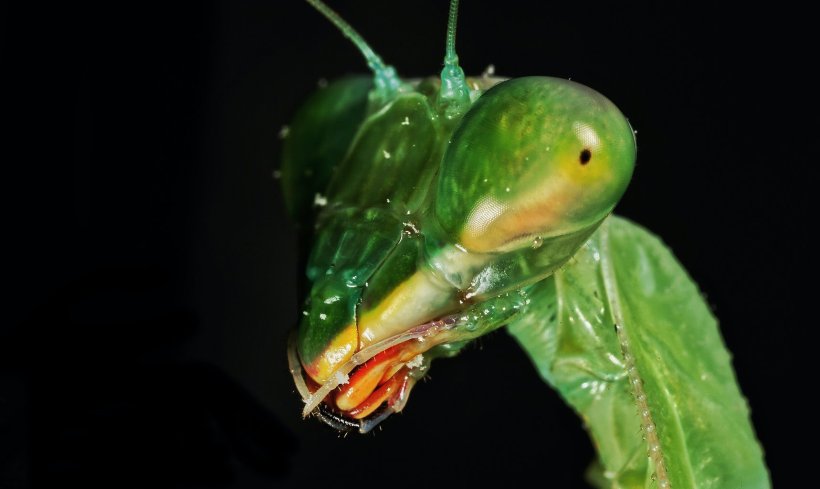 Why Praying Mantis is Something Special