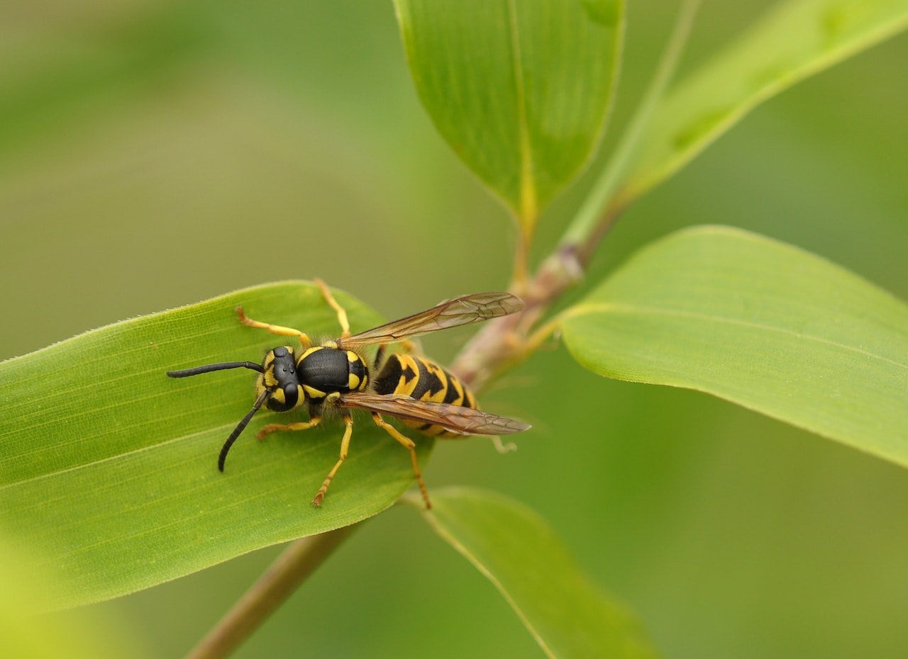 wasp could hinder the spiders’ growth
