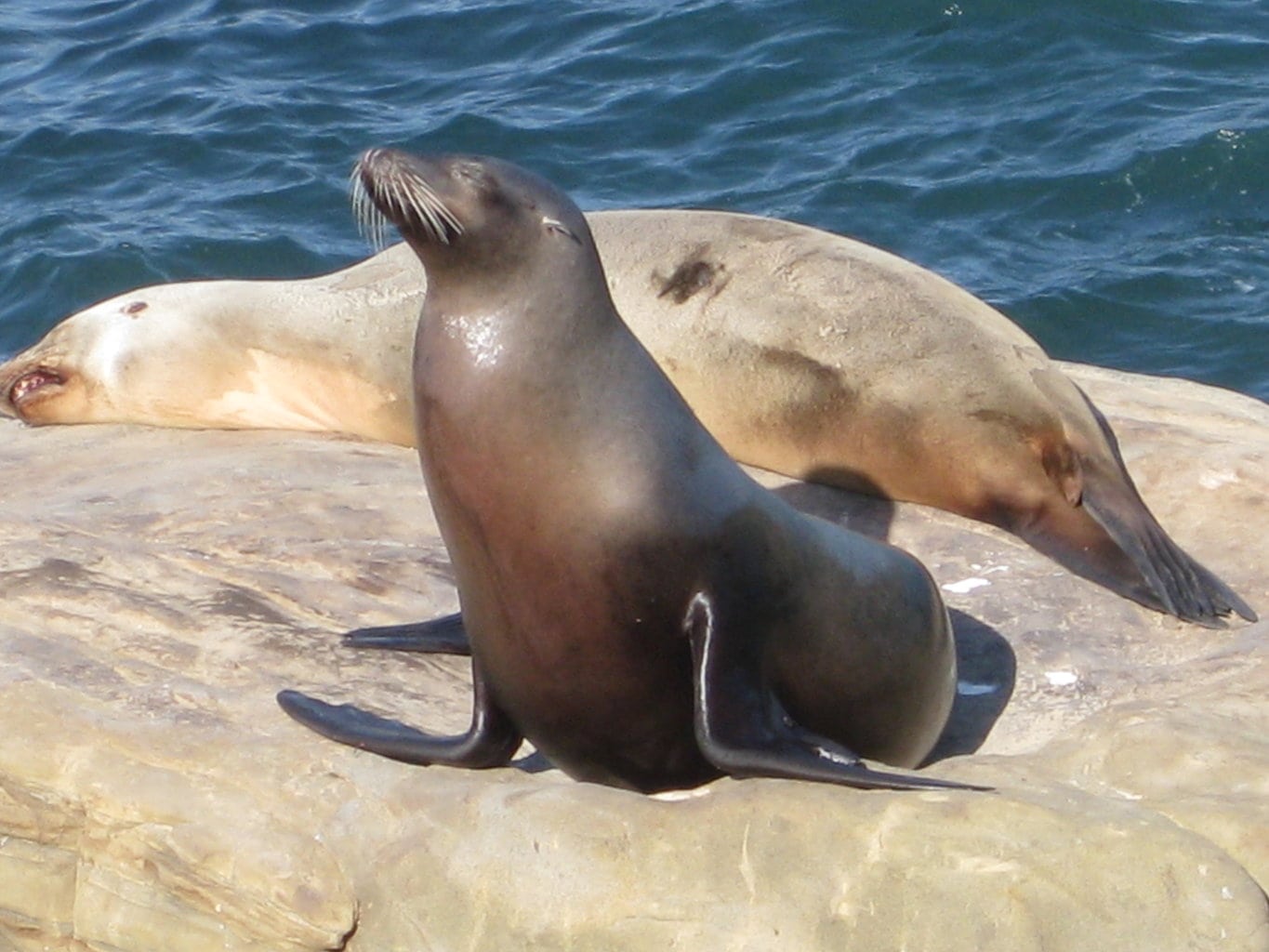 sea lion (wikimedia commons)