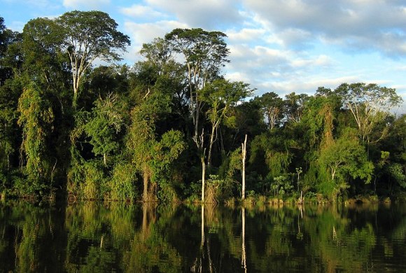 Atlantic Forest in Paraguay. Photo by Ilosuna Wikimedia Commons