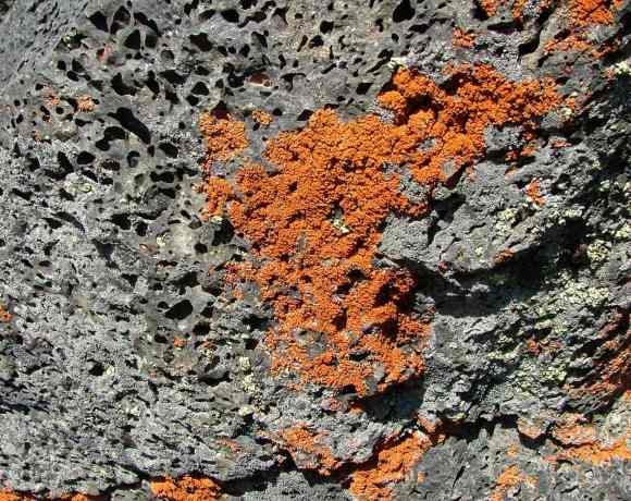 Carbon-Eating Volcanic Microbe Could Help Remove The Greenhouse Gas