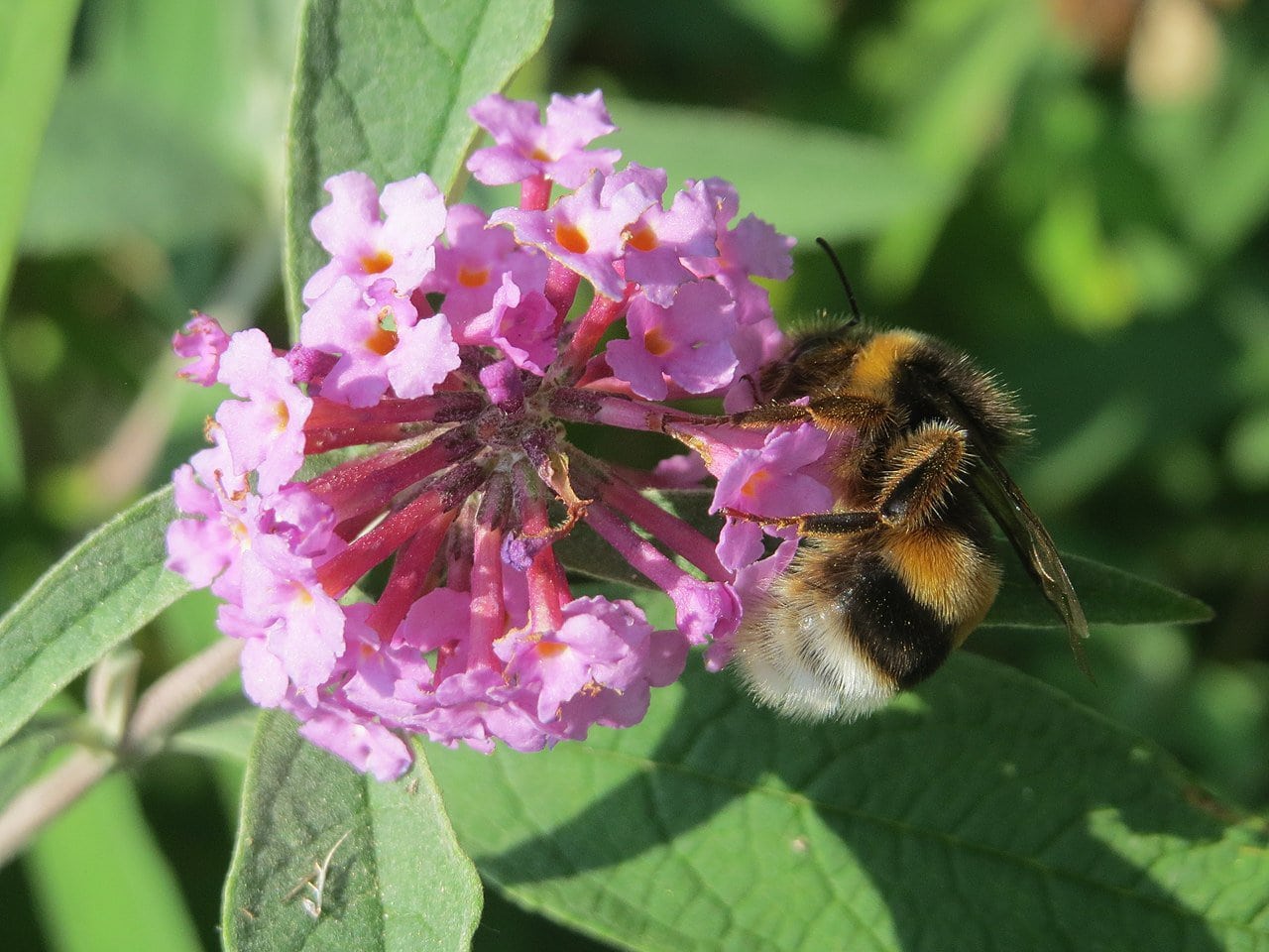 a bumblebee perching on  Buddleja davidii, an invasive plant in some parts of the world