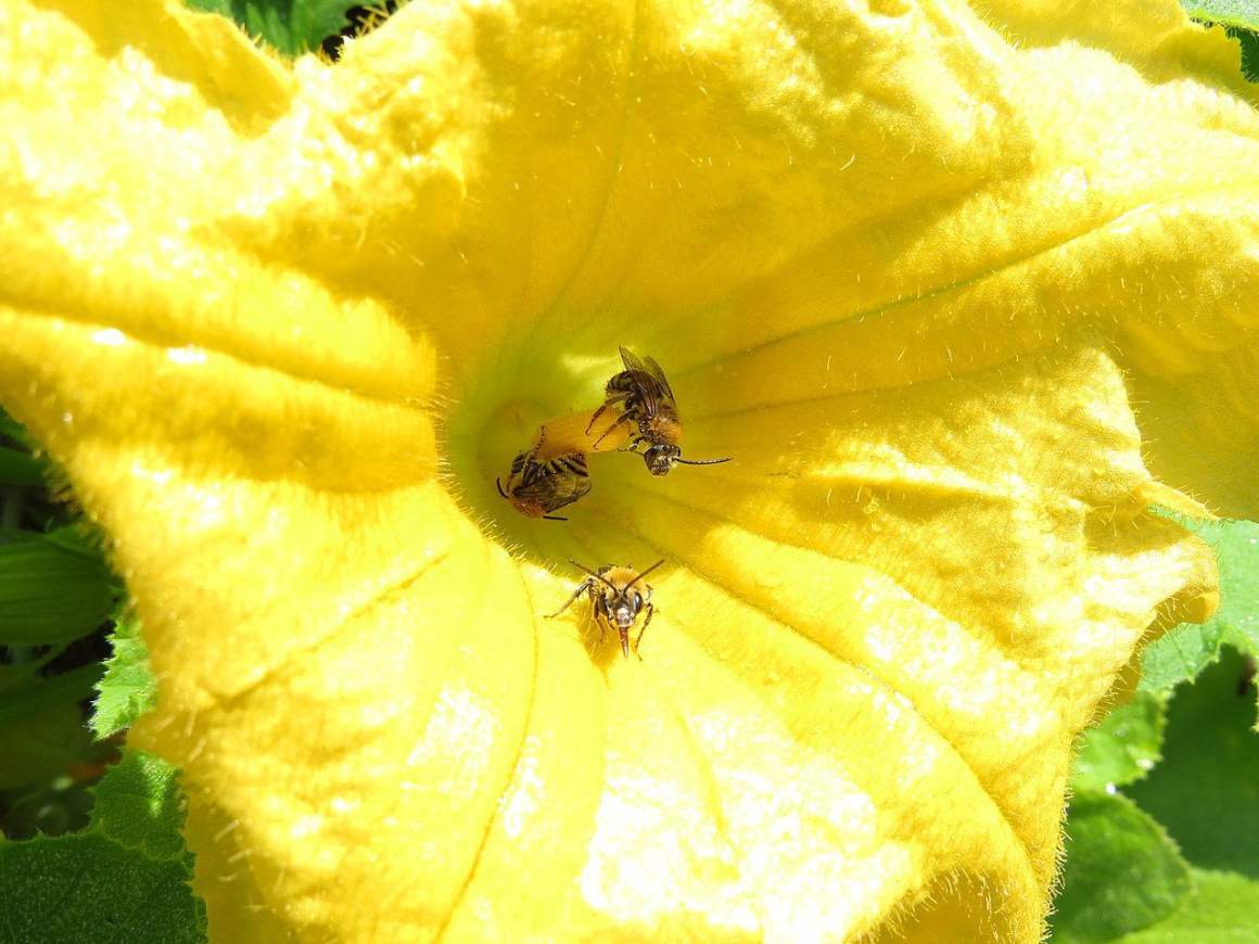 Not All Pollinators Suffer from Agriculture; Let's Take a Look at