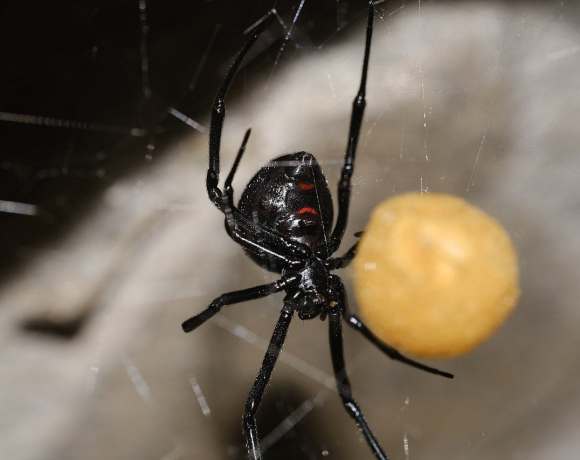 You May Not Like Black Widows, but They’re Being Wiped Out