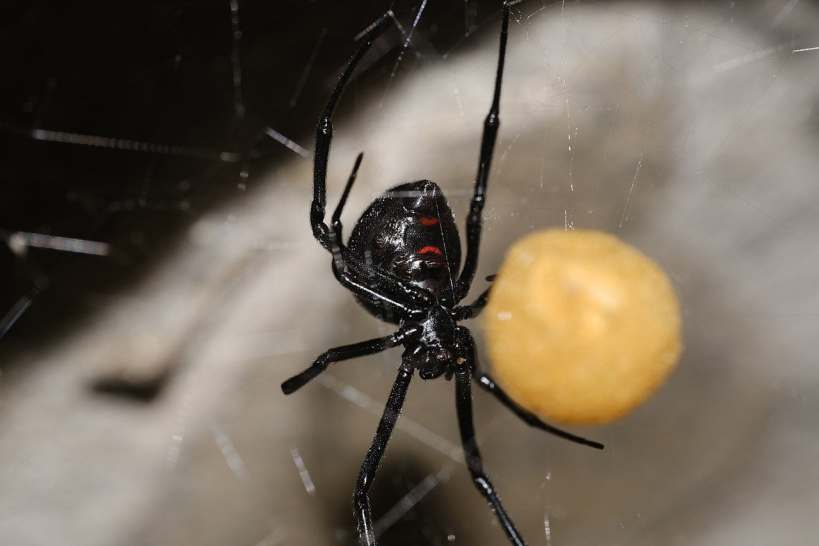 You May Not Like Black Widows, but They’re Being Wiped Out