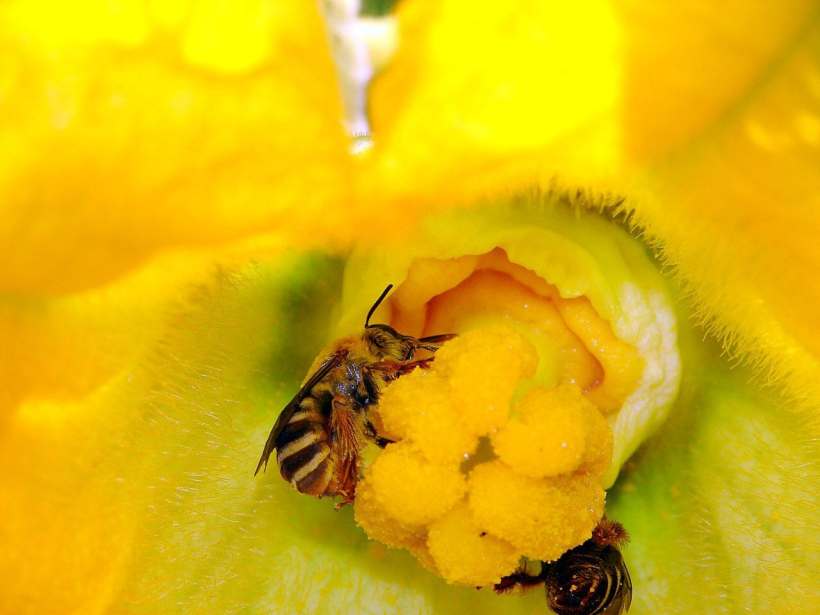 Not All Pollinators Suffer from Agriculture; Let’s Take a Look at Squash Bees 