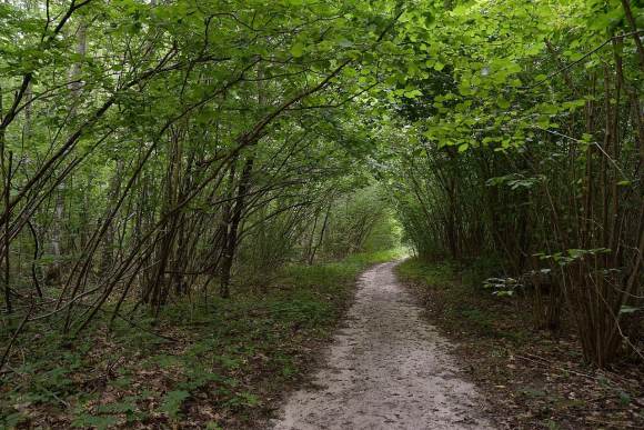 ukraine protected forest