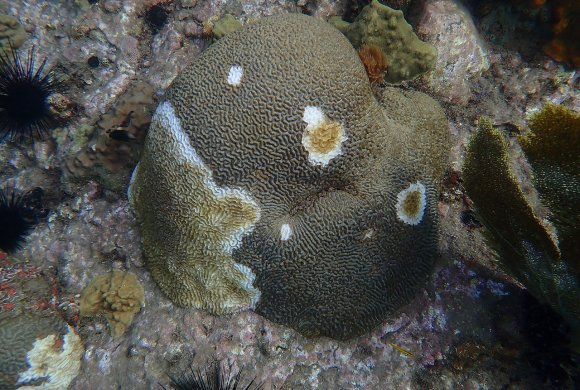 stony coral tissue loss disease. Photo by G.Mannaerts Wikimedia Commons
