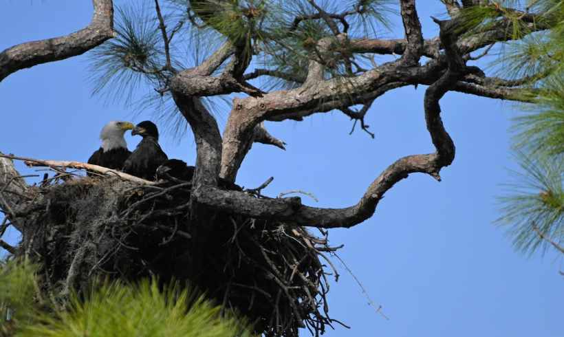 Avian Flu Has Made Fledging Much Harder for Bald Eagles 