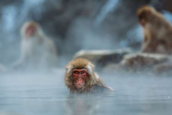 sauna monkeys in japan