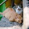 Research Found Non-Invasive Cat Contraception Which May Lessen Overpopulation