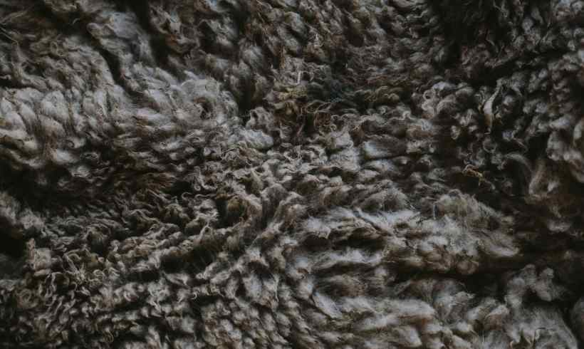 Is Wool One of the Key Materials for Clothing in the Future? 