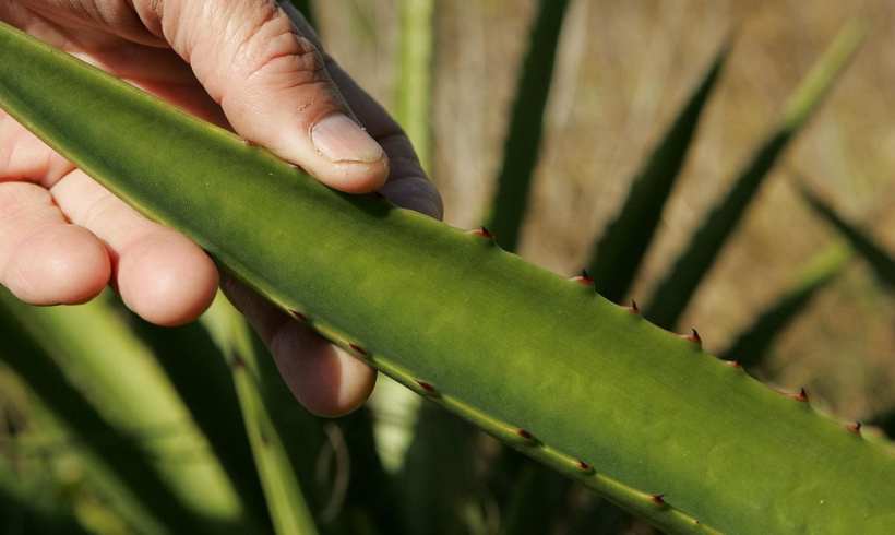 Research Says Aloe Vera Peels Can be a Natural Pesticide 