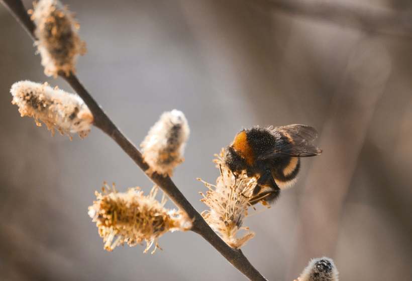 Can We Save Critically Endangered Bumblebees from Extinction with Science? 